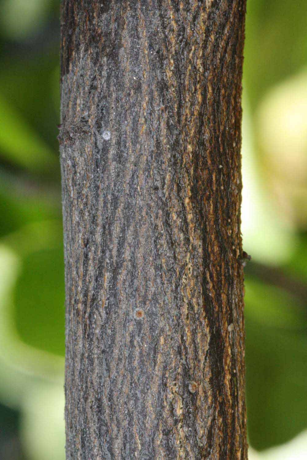              Second - third year twig (Riverside, CA)       